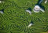 Самый длинный в мире лабиринт: Longleat Hedge Maze